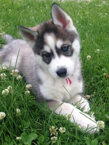 sibisk husky. .