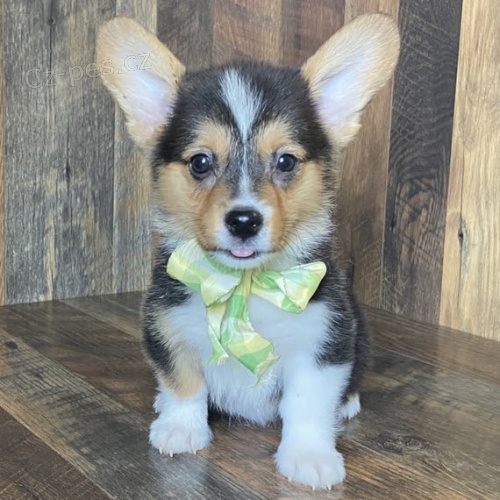 VELK Pembroke Welsh Corgi tata tata na prodej.