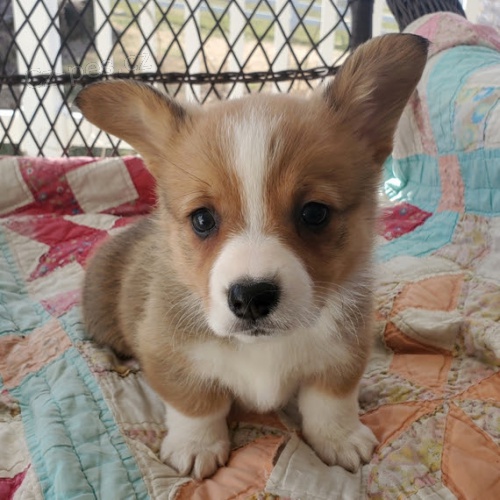 VELK Pembroke Welsh Corgi tata tata na prodej.