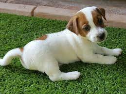 Jack Russell ..