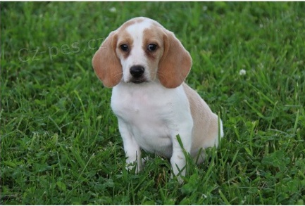 Beagle ttka jsou pipravena poznat nov rodiny.