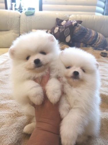 Mini Pomeranian bez PP