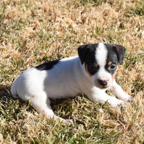 jack russell tata (vechna okovan)