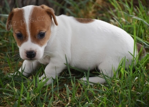 tata Jack Russell (oderven a okovan)