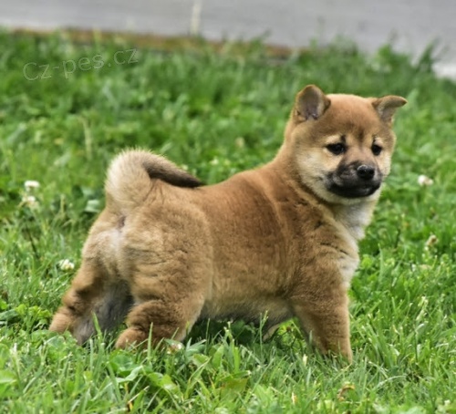 oderven a okovan tata SHIBA INU