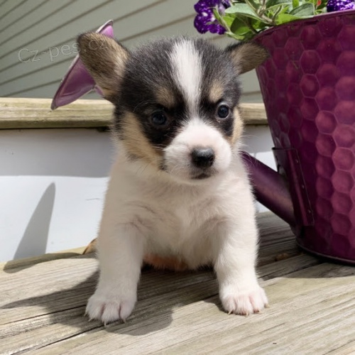 Pembroke Welsh Corgi tata na prodej.