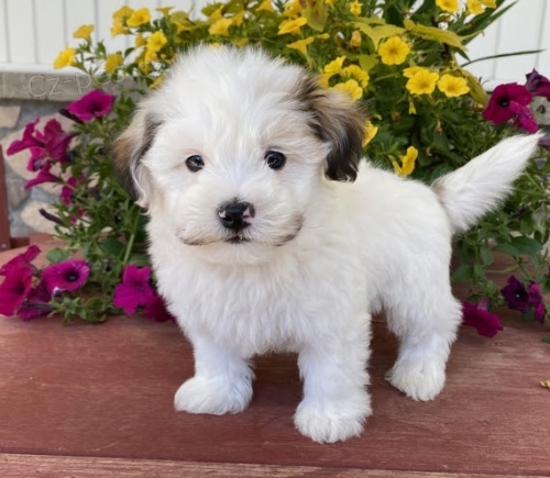 Havanese tata na prodej.