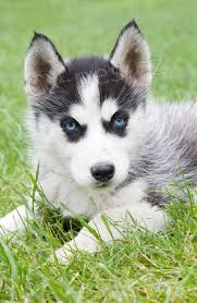 sibisk husky. .