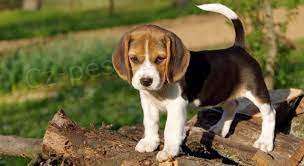 beagle