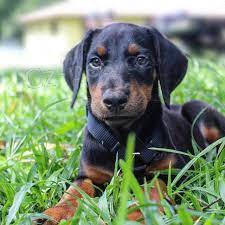 doberman ..