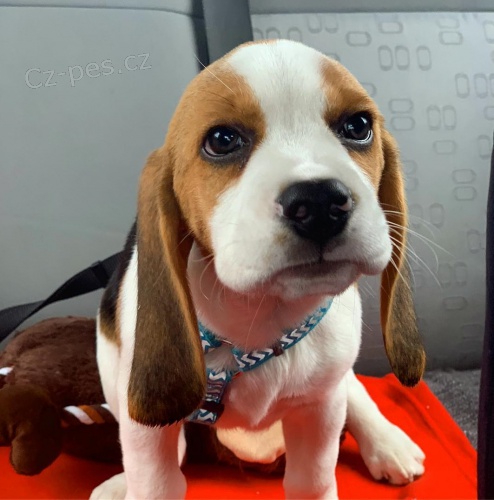 BEAGLE tata