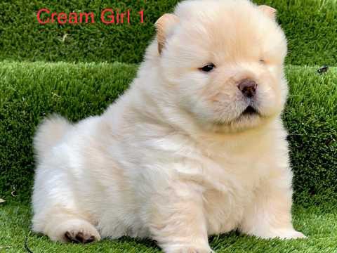 Chow Chow tata s rodokmenem