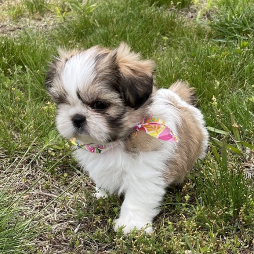 tata SHIH TZU na prodej (tata jsou okovna a odervena).