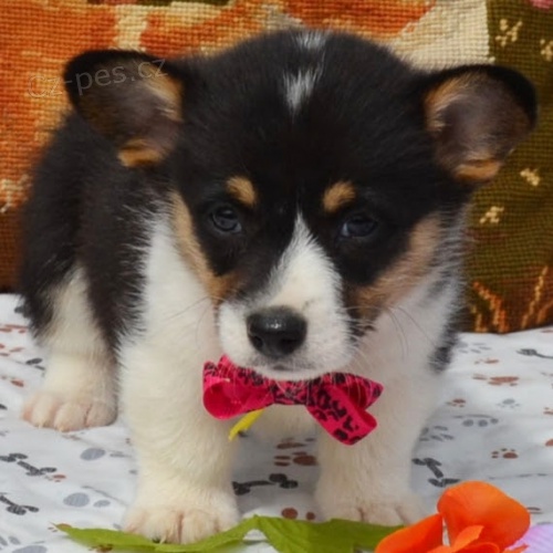 krsn andlsk oderven a okovan tata Pembroke Welsh Corgi na prodej.