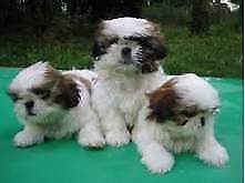 tata shih tzu