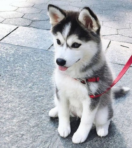 roztomil sibisk husky. .