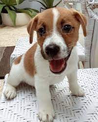 roztomil Jack Russell ..