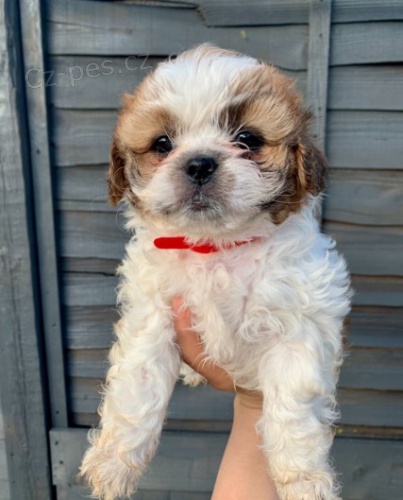 3 msce tata Shih Tzu