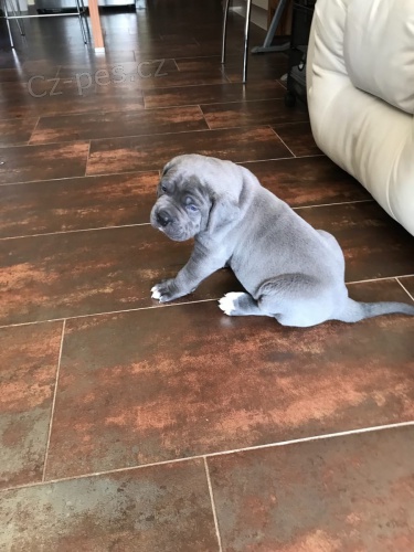 k dispozici tata cane corso italiano