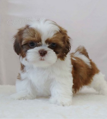 Mal ttka Shih Tzu pro nov domov 