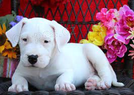 krsn bl dogo argentino tn k dispozici k adopci