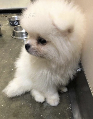 pomeranian stenata