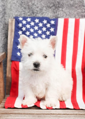 tata West Highland White Terrier k dispozici