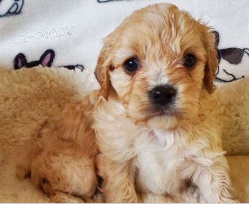 tata Cavapoo jsou pipravena k adopci a novm rodinm.