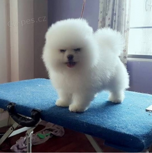 Pomeranian tata pobl m