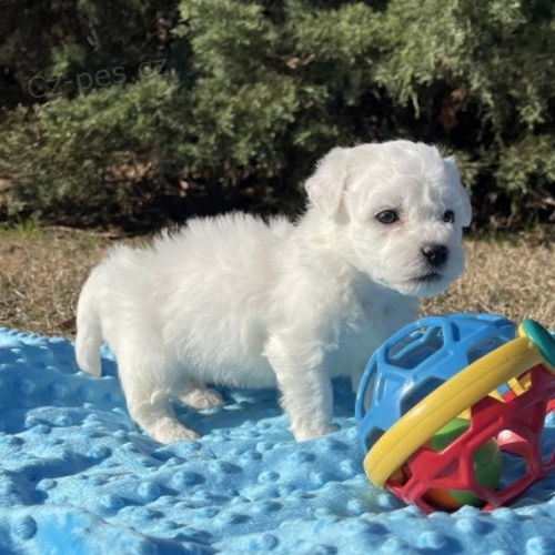 mini mini Bichon frize tata na prodej.