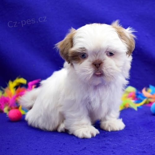 tata SHIH TZU.