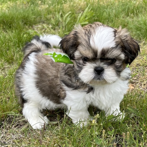 na prodej okovan a oderven tata SHIH TZU