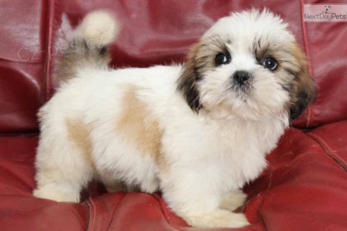 lika tat shih tzu))