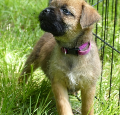 roztomil tata Border Terrier