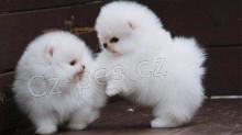 Pomeranian tata k adopci