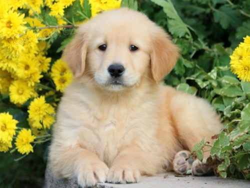 zlaty retriever