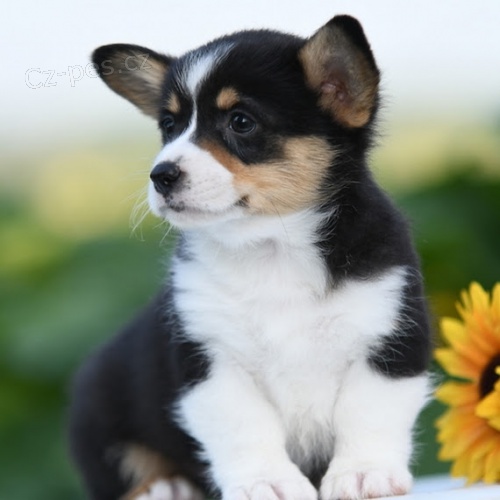 krsn Pembroke Welsh Corgi tata tata na prodej.