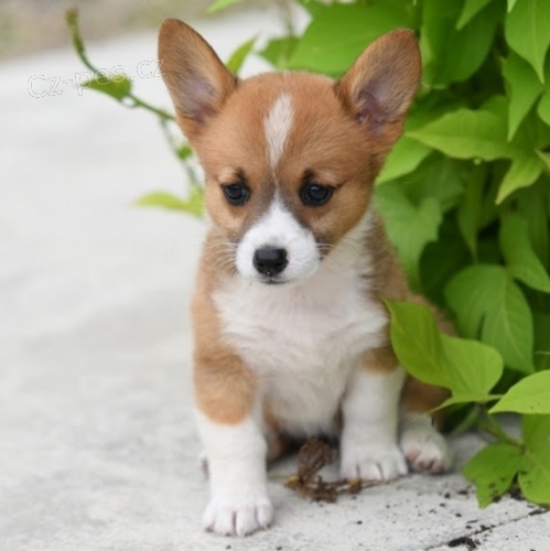 tata Pembroke Welsh Corgi