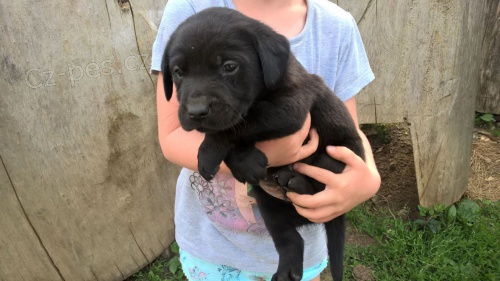 Labradorsk retriever bez PP