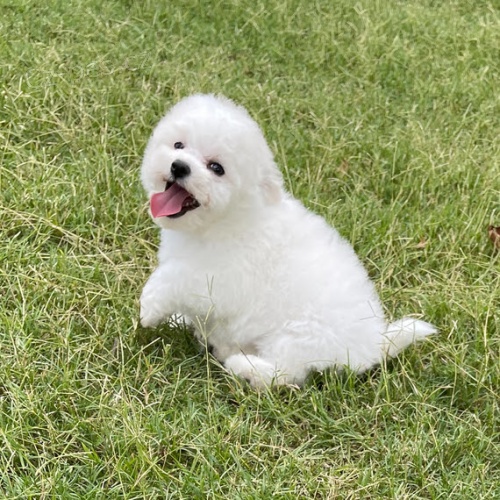 mini Bichon tata tata