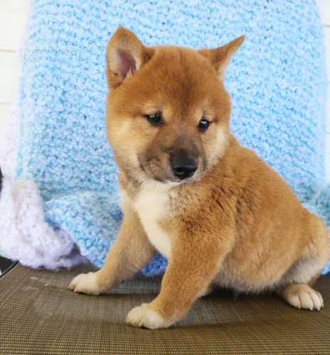 Shiba inu KRSN ttka na prodej