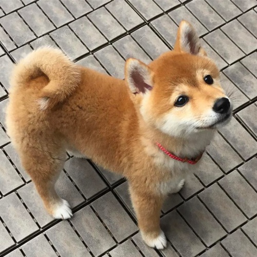 tata shiba inu