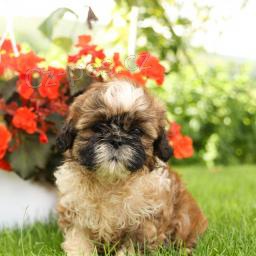 Sladk Shih Tzu