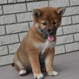 Rozkon Shiba Inu