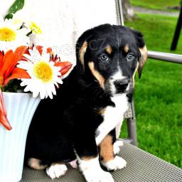 Rozkon beagle