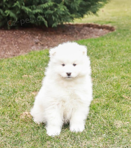 Rozkon ttka samojed