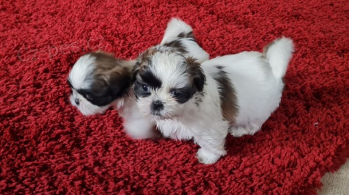 tata Shih-Tzu