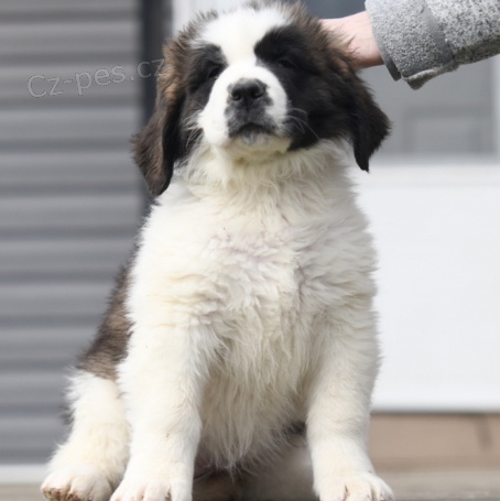 Rozkon ttka Saint-Bernard jsou pipravena k adopci.