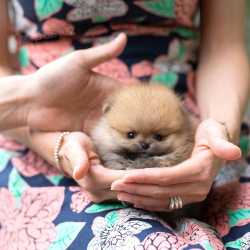 mini lek pomeranian