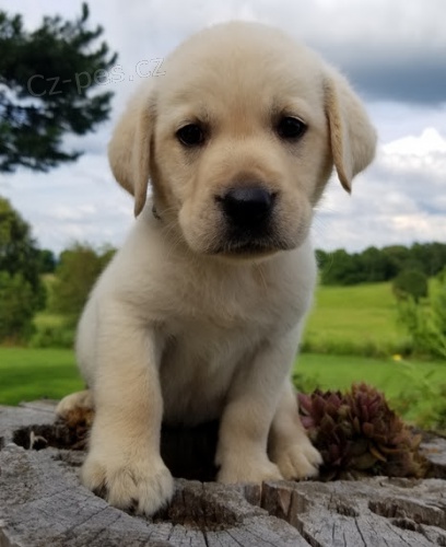 na prodej okovan a oderven tata labradorskho retrvra.